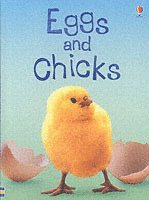 Eggs and Chicks (inbunden)