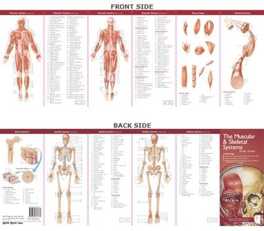 Muscular and Skeletal Systems: Study Guide
