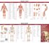 Muscular and Skeletal Systems: Study Guide