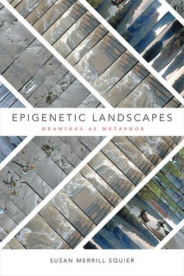 Epigenetic Landscapes (inbunden)