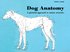 Dog Anatomy