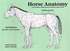 Horse Anatomy