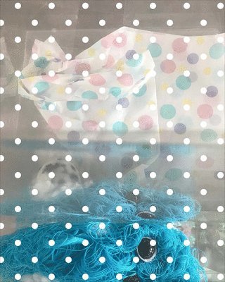 Liz Magor: BLOWOUT (inbunden)