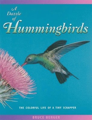 A Dazzle of Hummingbirds (hftad)