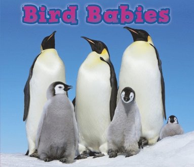 Bird Babies (e-bok)
