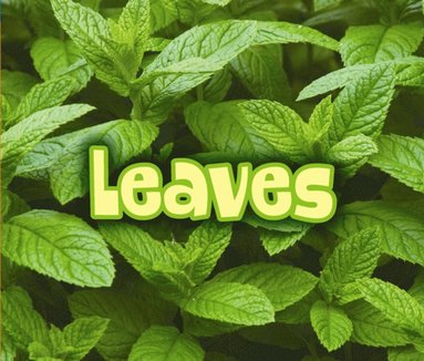 All About Leaves (häftad)