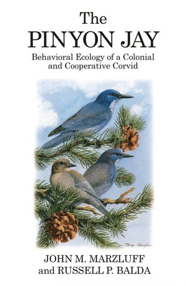 Pinyon Jay (hftad)