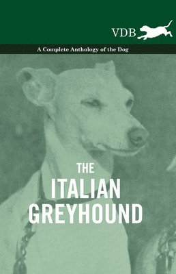 Italian Greyhound - A Complete Anthology of the Dog (häftad)