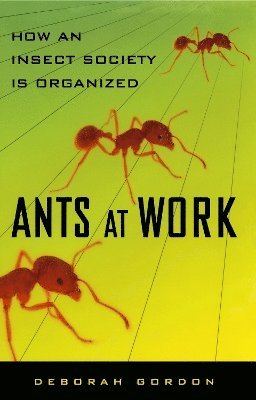 Ants At Work (hftad)
