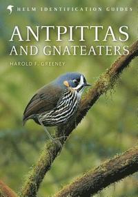 Antpittas and Gnateaters (inbunden)