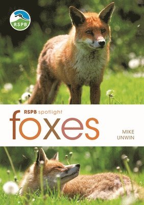 RSPB Spotlight: Foxes (hftad)