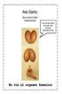 Anal-izate: Como hacer sexo anal sin dolor: Paso a paso hacia el orgasmo femenino
