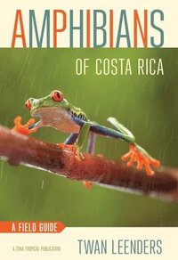 Amphibians of Costa Rica (häftad)