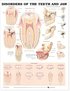 Disorders Of The Teeth And Jaw