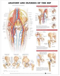 Anatomy And Injuries Of The Hip