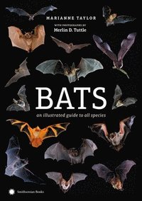 Bats: An Illustrated Guide to All Species (inbunden)