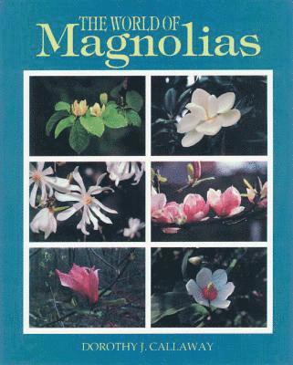 Magnolia slakte - magnolia