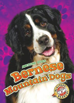 Bernese Mountain Dogs (häftad)