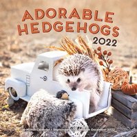 Adorable Hedgehogs 2022: 16-Month Calendar - September 2021 Through December 2022 - Editors Of Rock Point - Wall (9781631067723) | Bokus