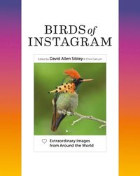 Birds of Instagram (e-bok)