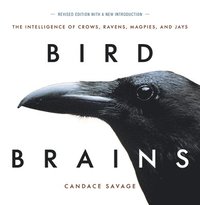 Bird Brains (hftad)