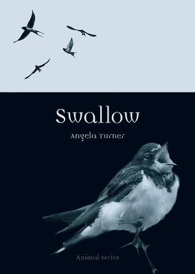 Swallow (inbunden)