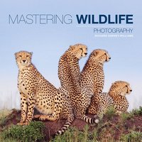 Mastering Wildlife Photography (hftad)