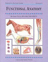 Functional Anatomy: Threshold Picture Guide #43 (hftad)