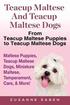 Teacup Maltese And Teacup Maltese Dogs