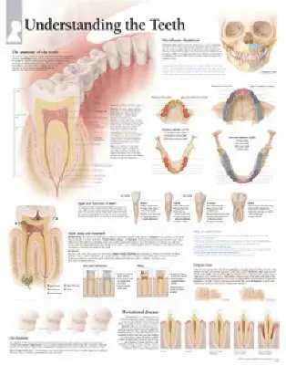 Understanding the Teeth Paper Poster - Scientific Publishing - Poster ...