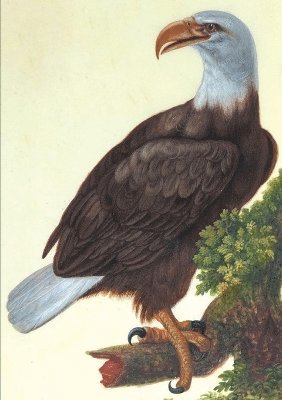 Carnet Blanc, Vautour (häftad)