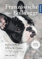 Franz�sische Bulldogge (h�ftad)