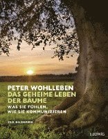 Das geheime Leben der Bäume (häftad)