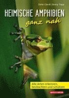 Heimische Amphibien ganz nah