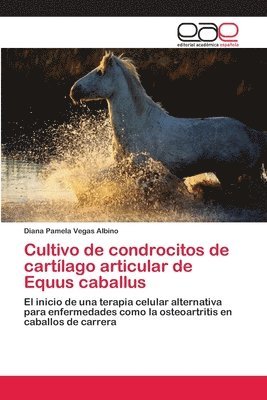 Cultivo de condrocitos de cartlago articular de Equus caballus (hftad)
