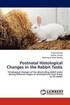 Postnatal Histological Changes in the Rabbit Testis