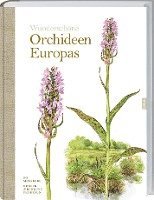 Wunderschne Orchideen Europas (inbunden)