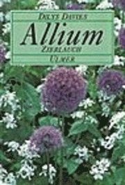 Allium, Zierlauch (inbunden)