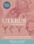 Uterus: A new perspective