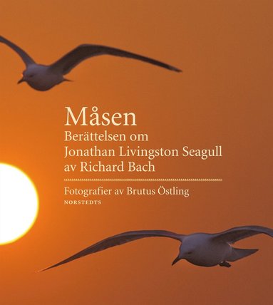 Msen : berttelsen om Jonathan Livingston Seagull (inbunden)