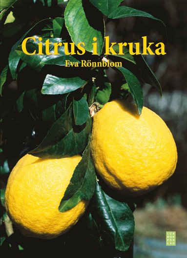 Citrus i kruka (kartonnage)