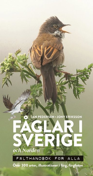 Fåglar i Sverige och Norden : fälthandbok för alla (häftad)
