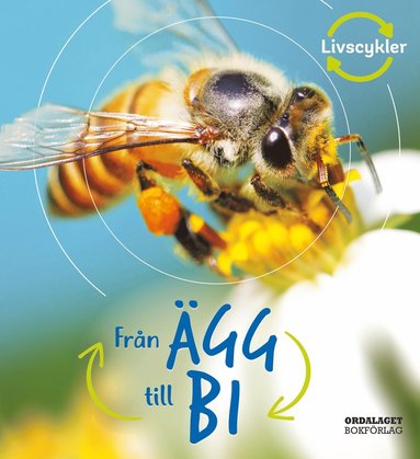 Frn gg till bi (inbunden)