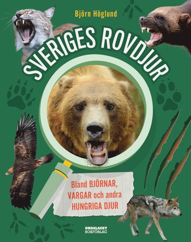 Sveriges rovdjur: Bland bjrnar, vargar och andra hungriga djur (inbunden)