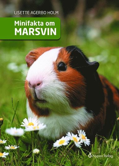 Minifakta om marsvin (inbunden)