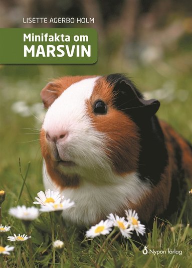 Minifakta om marsvin (inbunden)