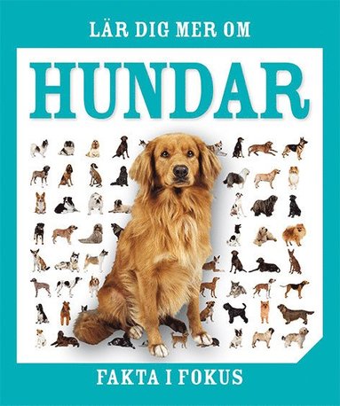 Fakta i fokus : lär dig mer om hundar (inbunden)