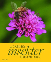 odla-for-insekter