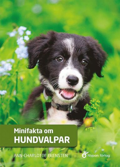 Minifakta om hundvalpar (kartonnage)
