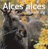 Alces alces : älskade älg